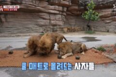 더위도 ‘서열’은 못 막는다… 사자·오랑우탄의 신박한 여름나기 (‘TV 동물농장’)